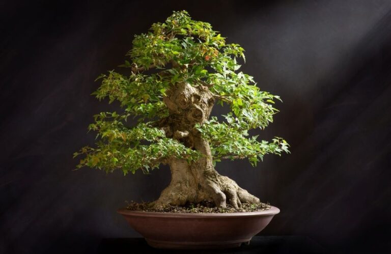 równowaga, wellness, kaizen, slow life, life balance